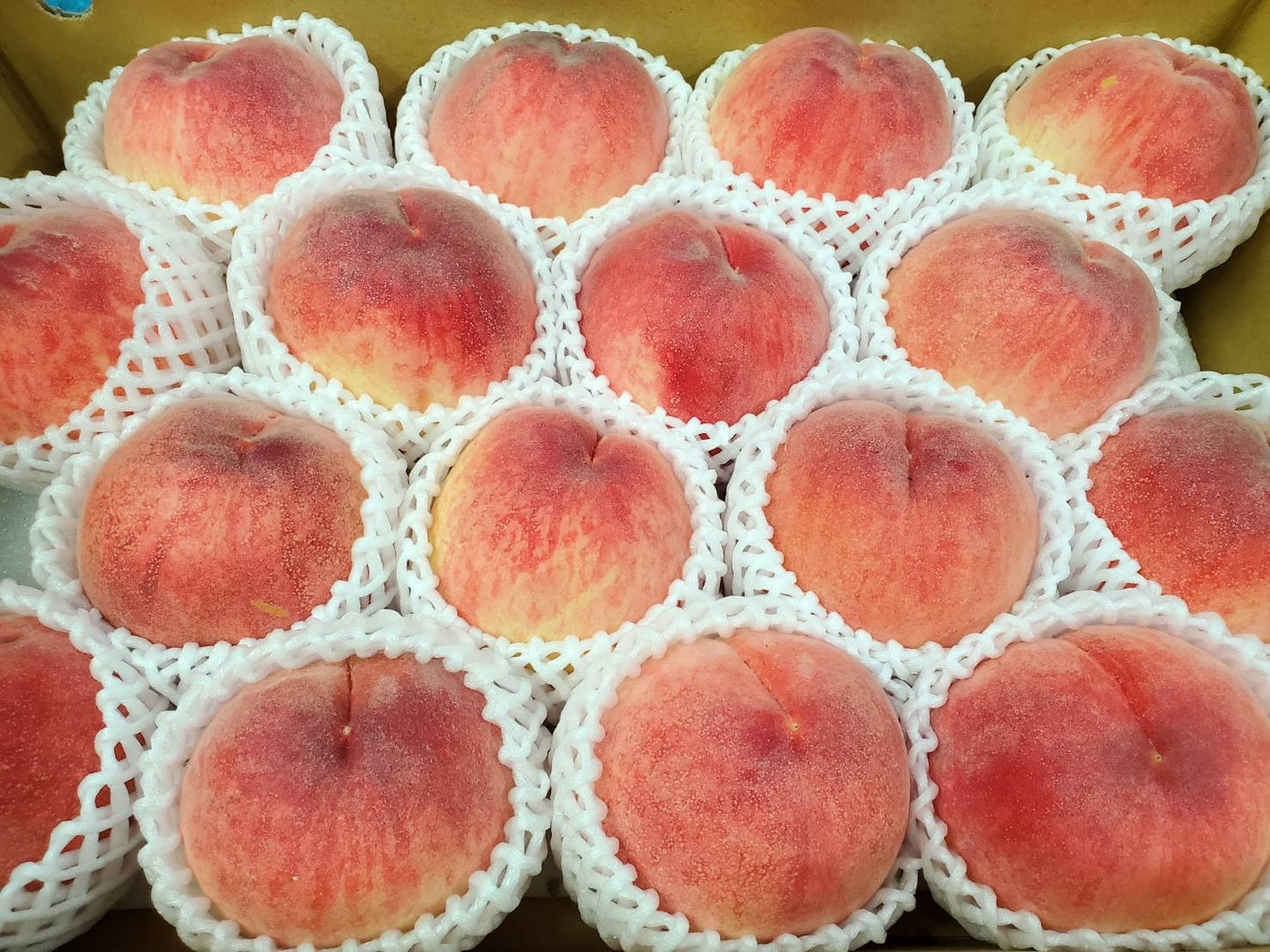 
                  
                    山梨県産 桃「信玄」
                  
                